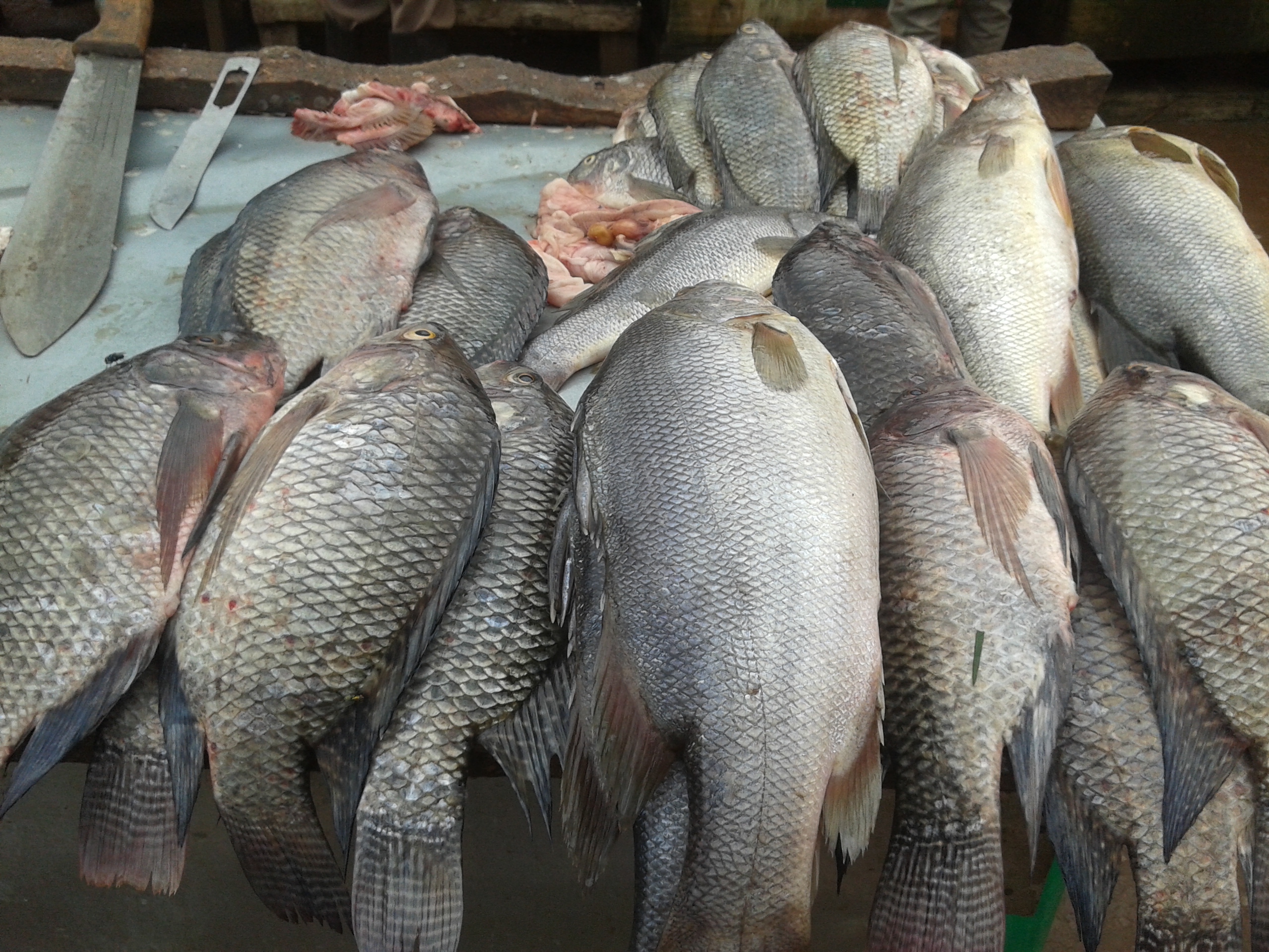 Tilapia